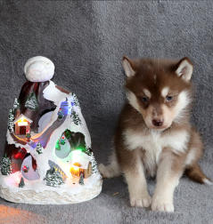 Siberian Husky Nordic Fire