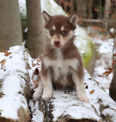 Siberian Husky Nordic Fire