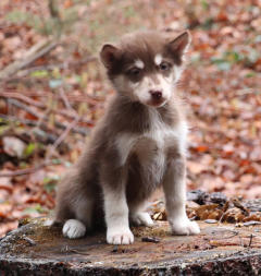 Siberian Husky Nordic Fire