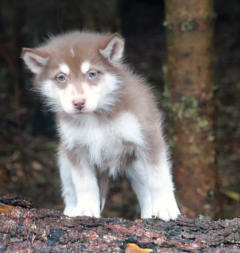 Siberian Husky Nordic Fire