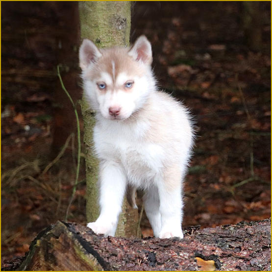 Siberian Husky Nordic Fire