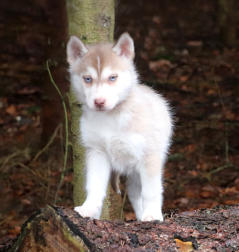 Siberian Husky Nordic Fire