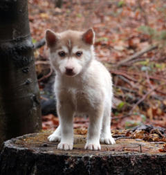 Siberian Husky Nordic Fire