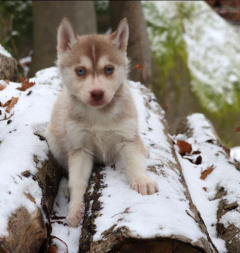 Siberian Husky Nordic Fire