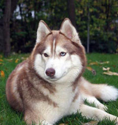 Siberian Husky Nordic Fire