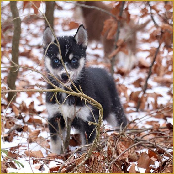 Siberian Husky Nordic Fire