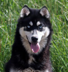 Siberian Husky Nordic Fire