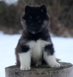 Siberian Husky Nordic Fire