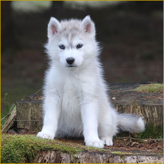 Siberian Husky Nordic Fire