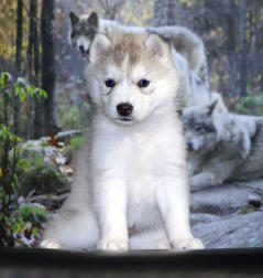 Siberian Husky Nordic Fire