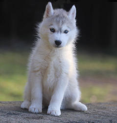 Siberian Husky Nordic Fire