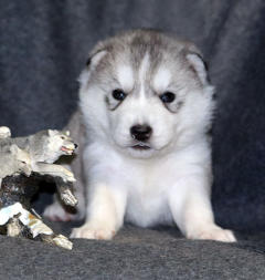 Siberian Husky Nordic Fire