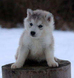 Siberian Husky Nordic Fire