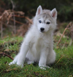 Siberian Husky Nordic Fire