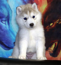 Siberian Husky Nordic Fire