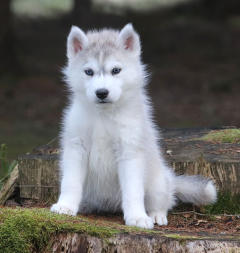 Siberian Husky Nordic Fire