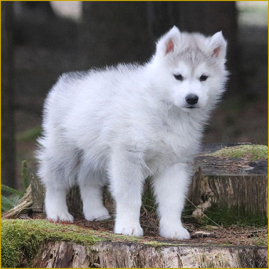 Siberian Husky Nordic Fire