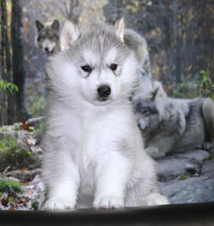 Siberian Husky Nordic Fire