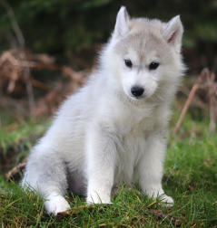 Siberian Husky Nordic Fire