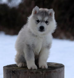 Siberian Husky Nordic Fire