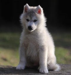 Siberian Husky Nordic Fire