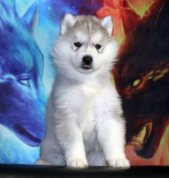 Siberian Husky Nordic Fire