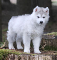 Siberian Husky Nordic Fire