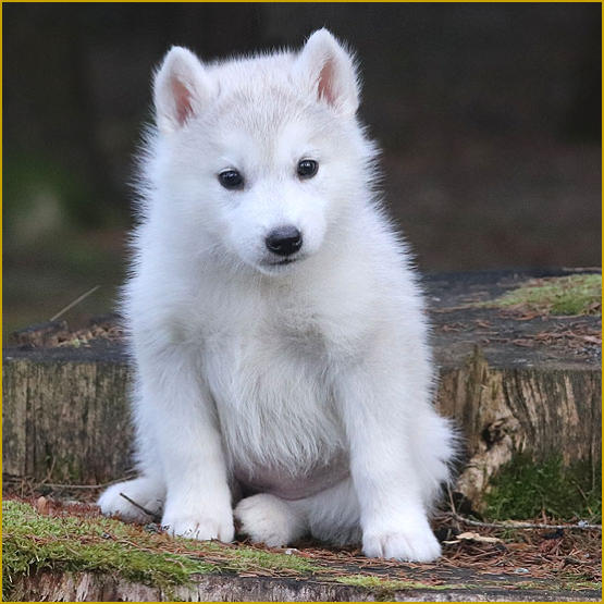 Siberian Husky Nordic Fire