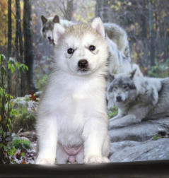 Siberian Husky Nordic Fire