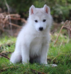 Siberian Husky Nordic Fire