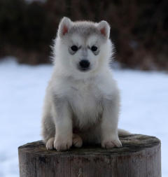 Siberian Husky Nordic Fire