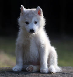 Siberian Husky Nordic Fire