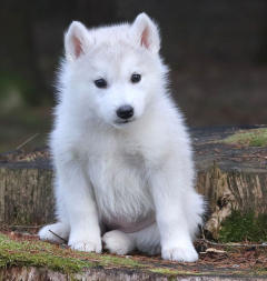 Siberian Husky Nordic Fire