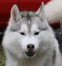 Siberian Husky Nordic Fire