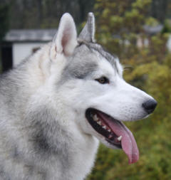 Siberian Husky Nordic Fire