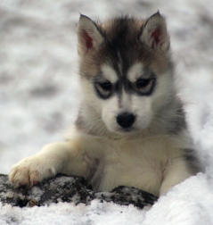 Siberian Husky Nordic Fire