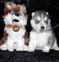 Siberian Husky Nordic Fire