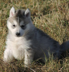 Siberian Husky Nordic Fire