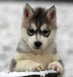 Siberian Husky Nordic Fire