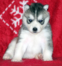 Siberian Husky Nordic Fire