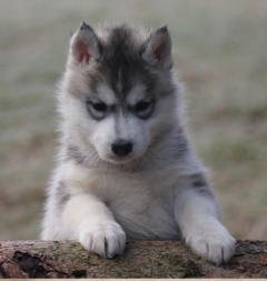 Siberian Husky Nordic Fire