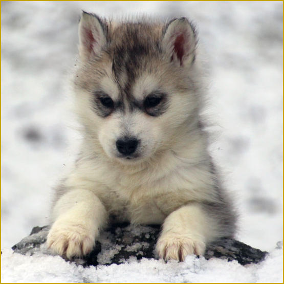 Siberian Husky Nordic Fire