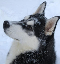 Siberian Husky Nordic Fire