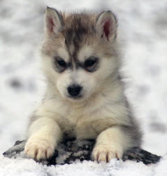 Siberian Husky Nordic Fire