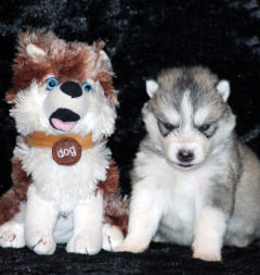 Siberian Husky Nordic Fire