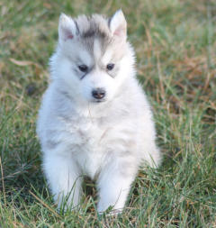 Siberian Husky Nordic Fire