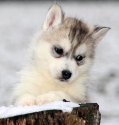 Siberian Husky Nordic Fire