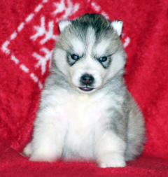 Siberian Husky Nordic Fire