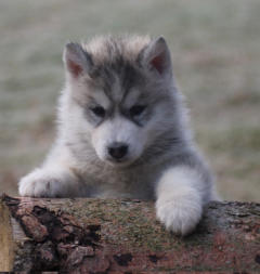 Siberian Husky Nordic Fire