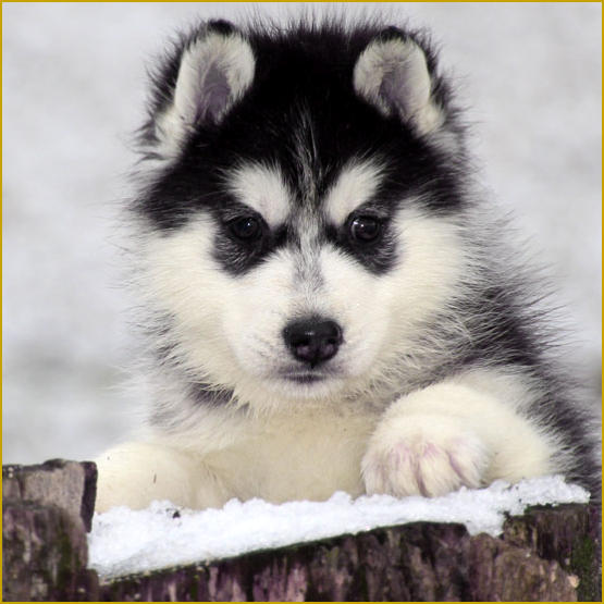 Siberian Husky Nordic Fire